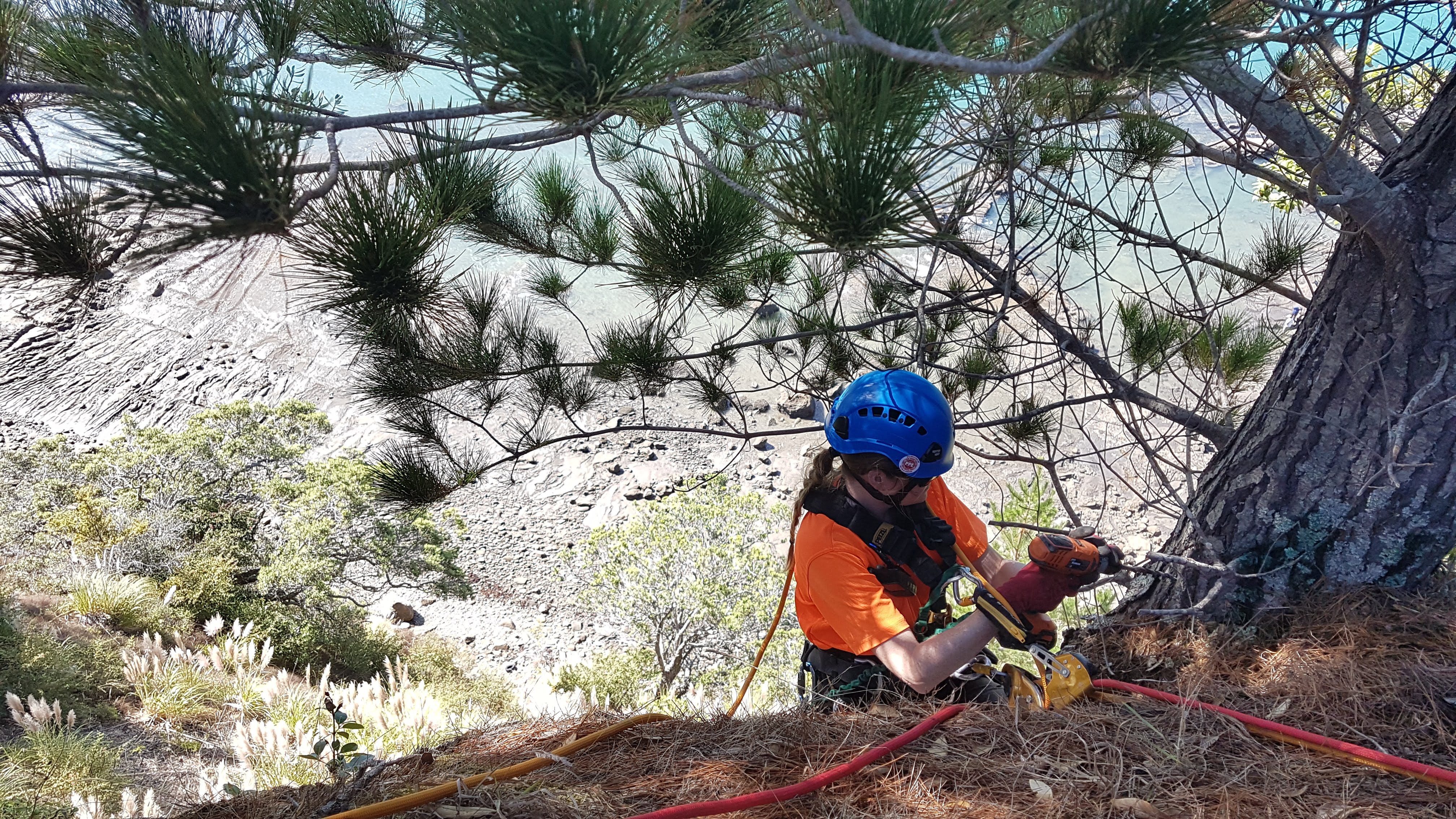 wilding pine control using rope access
